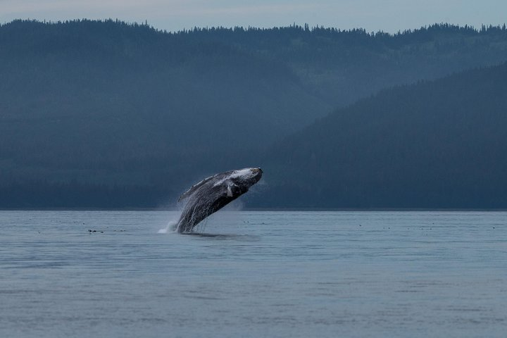 Humpback whale breeching